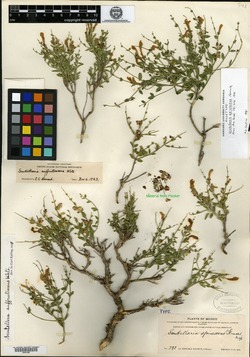 Scutellaria spinescens image
