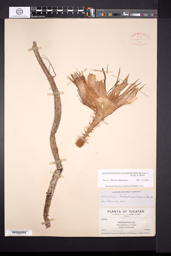 Selenicereus grandiflorus subsp. hondurensis image