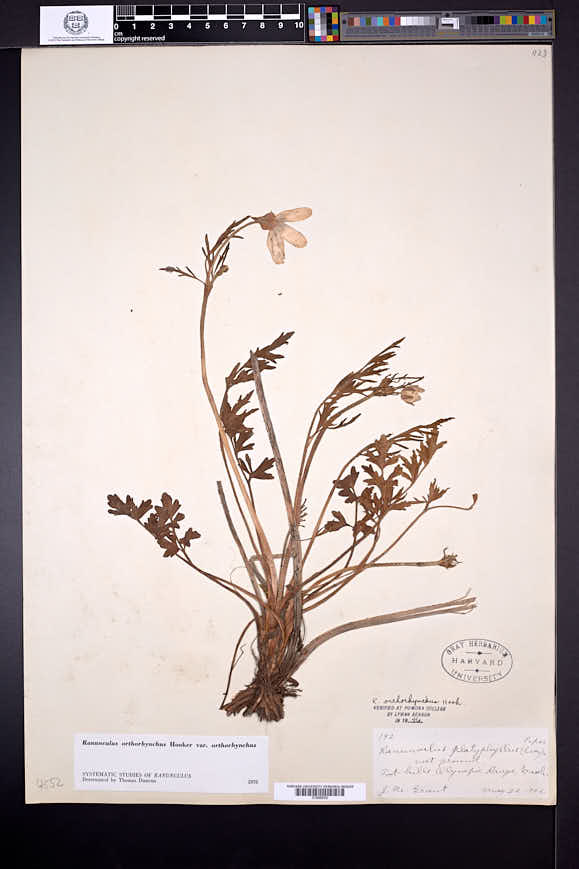 Ranunculus orthorhynchus image