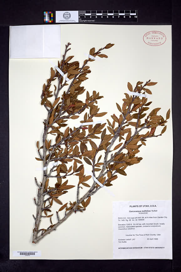 Cercocarpus ledifolius image