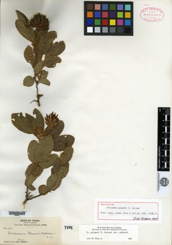 Image of Eriosema palmeri