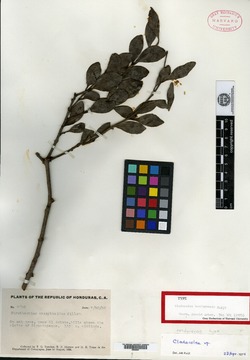 Image of Cladocolea hondurensis