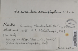 Stereocaulon coniophyllum image