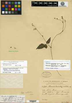 Image of Phaseolus brevicalyx