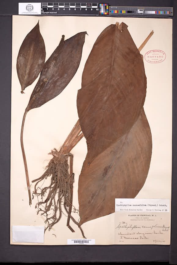 Image of Spathiphyllum cannifolium