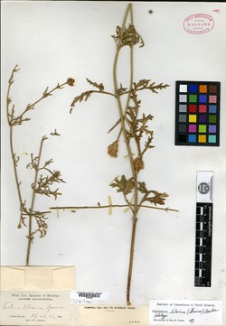 Image of Verbena lilacina