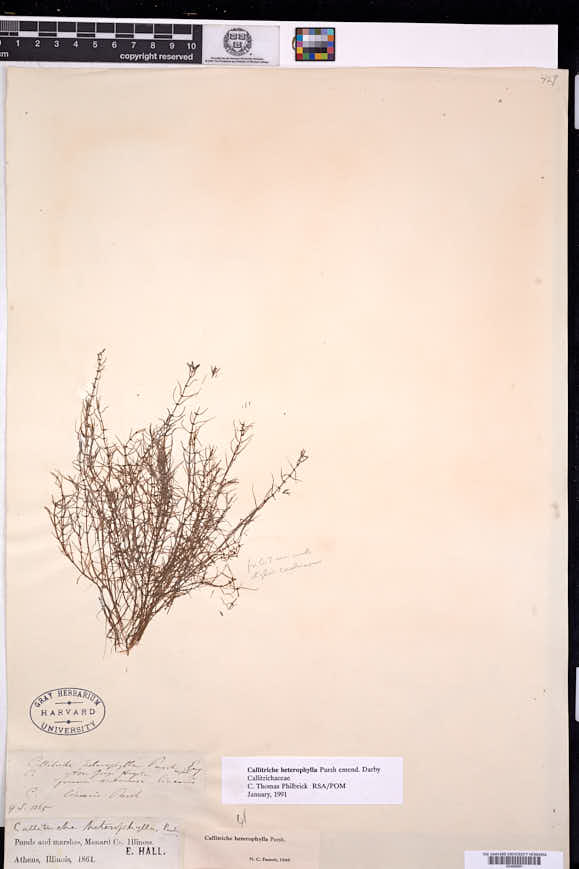 Callitriche heterophylla image