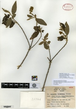 Bernardia trelawniensis image