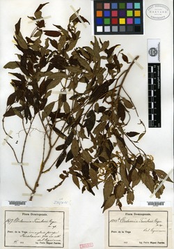 Image of Sagraea fuertesii