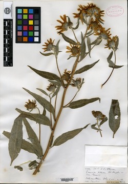 Image of Helianthus oliveri