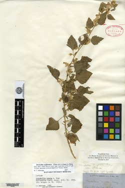 Image of Brickellia tenera