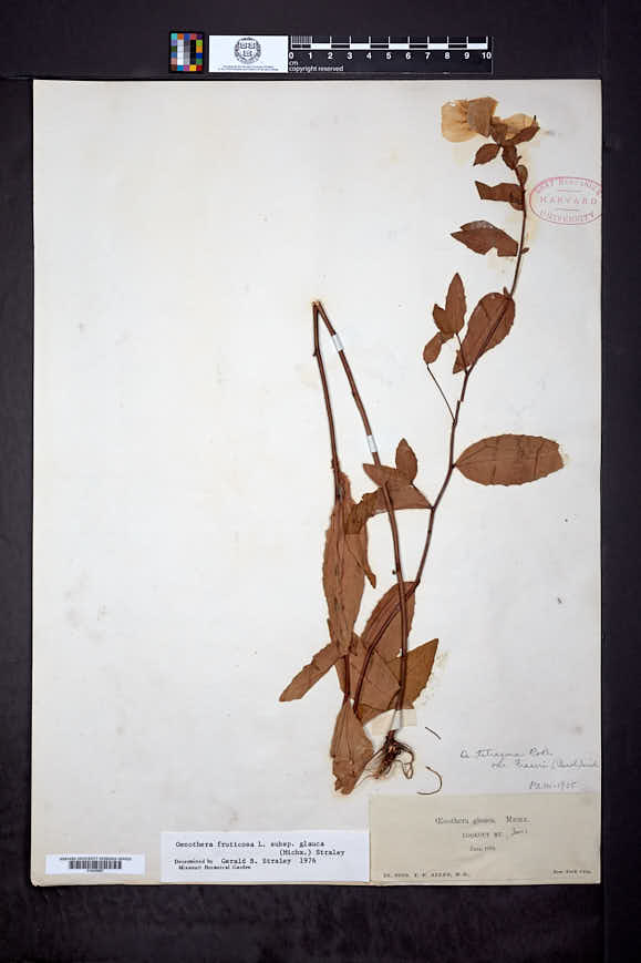 Oenothera tetragona var. fraseri image