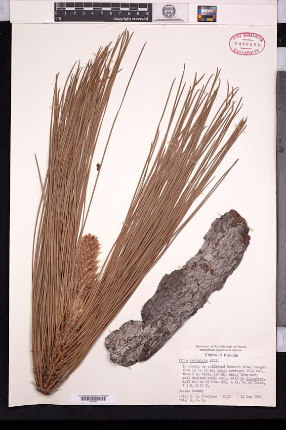Pinus australis image