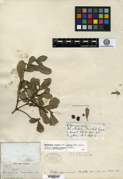 Daphnopsis cuneata image