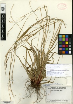 Image of Carex pertenuis