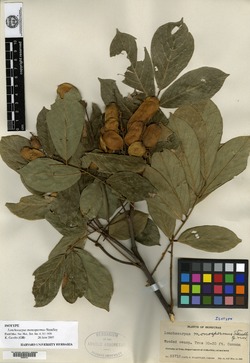 Image of Lonchocarpus luteomaculatus