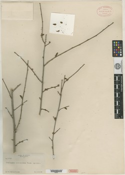 Image of Acalypha coryloides