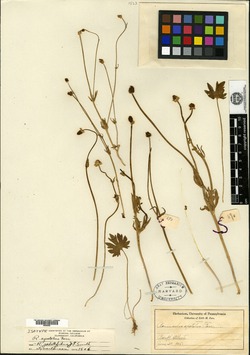 Ranunculus apetalus image