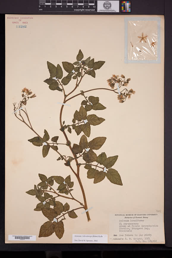 Solanum ehrenbergii image