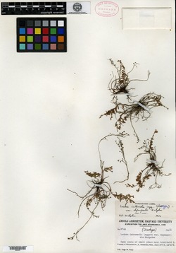 Lechea intermedia var. depauperata image