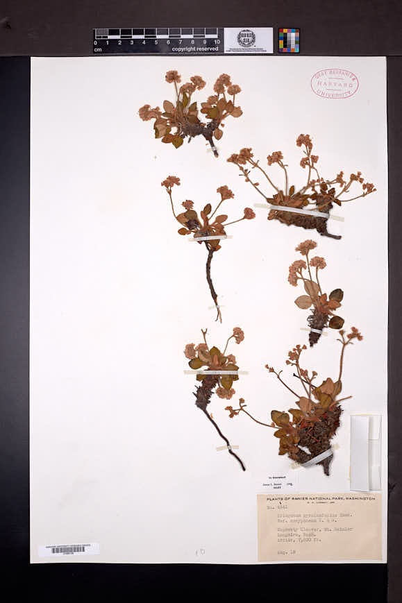 Eriogonum pyrolifolium var. coryphaeum image