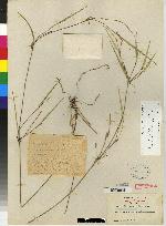 Image of Myoxanthus scandens