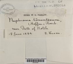 Nephroma resupinatum image
