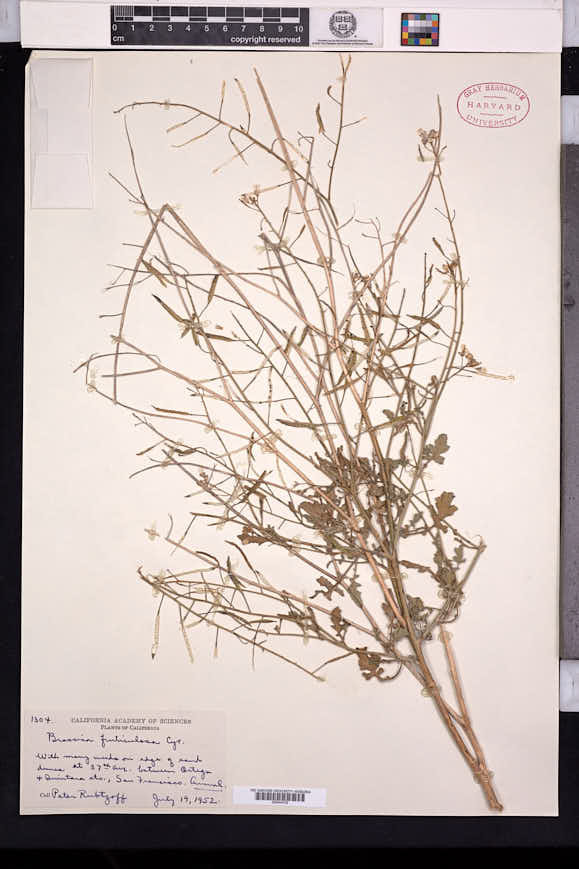 Image of Brassica fruticulosa