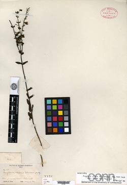 Angelonia ciliaris image