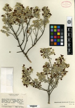 Leucophyllum zygophyllum image