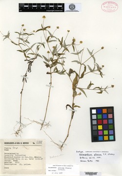 Image of Melampodium pilosum