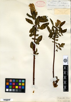 Image of Pedicularis howellii