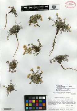 Physaria humilis image