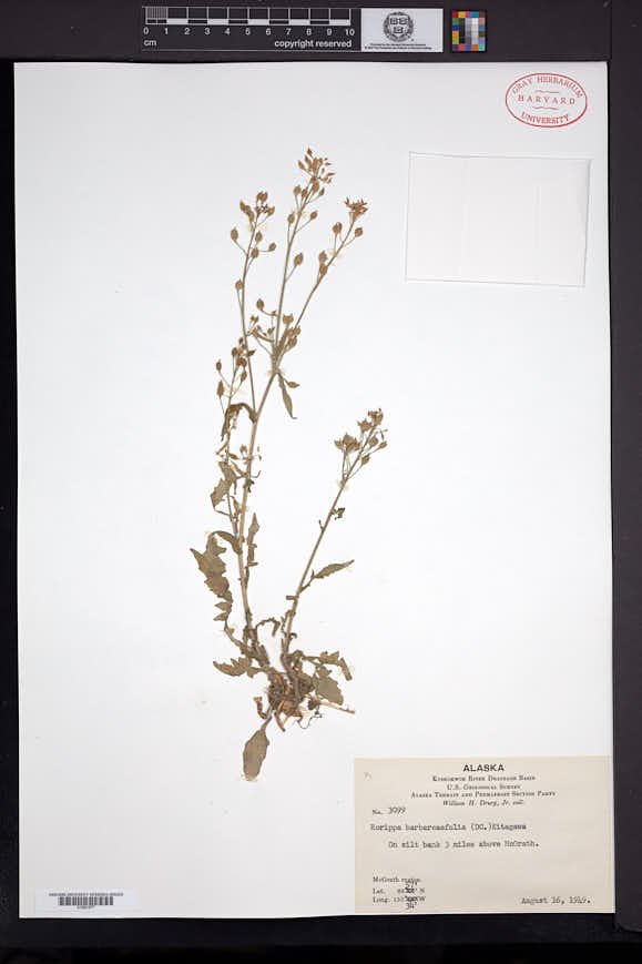 Rorippa barbareifolia image