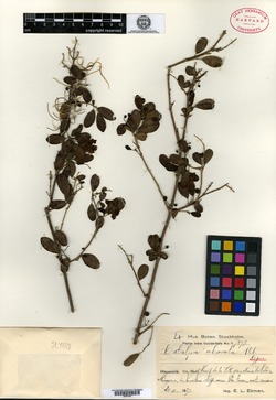 Image of Catalpa macrocarpa