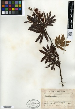 Image of Calliandra matudai