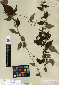 Image of Pavonia alba