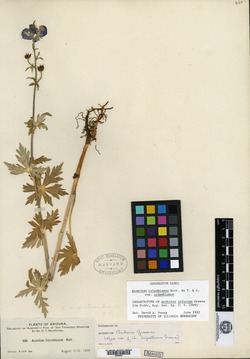 Aconitum infectum image