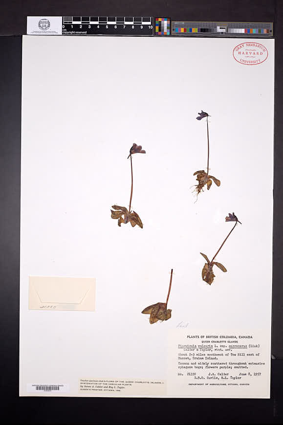 Pinguicula vulgaris subsp. macroceras image