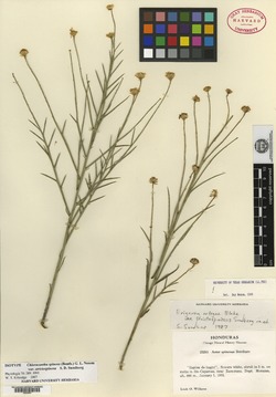 Image of Chloracantha australis