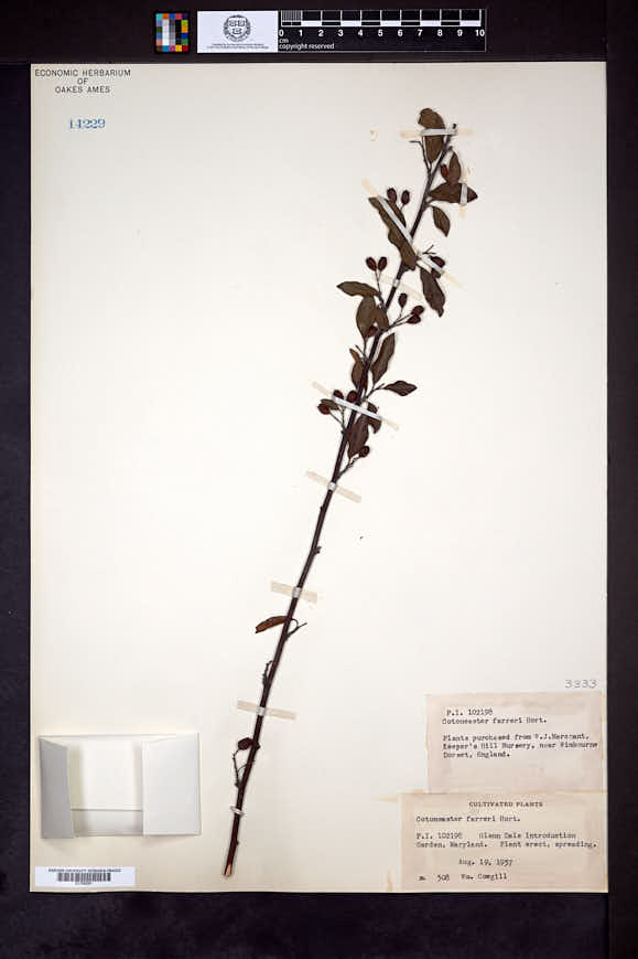 Image of Cotoneaster farreri