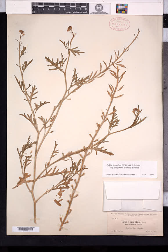 Cakile lanceolata subsp. fusiformis image