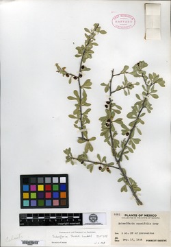 Image of Schaefferia shrevei