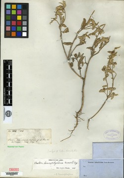 Croton leucophyllus image