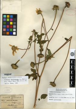 Image of Tithonia brachypappa