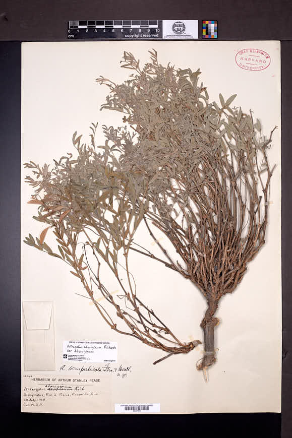 Astragalus aboriginum image