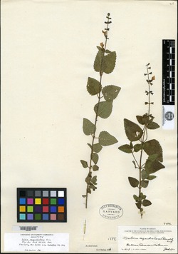 Image of Salvia aequidistans