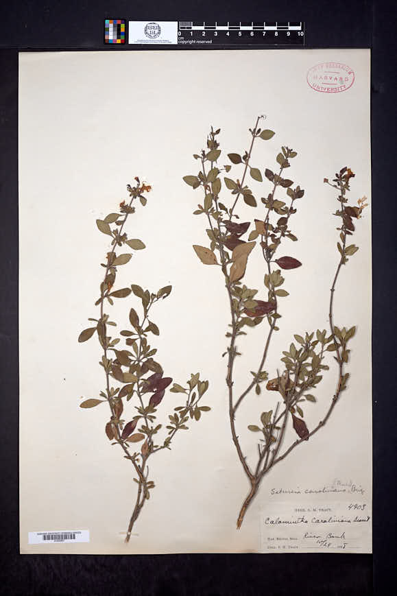 Clinopodium georgianum image