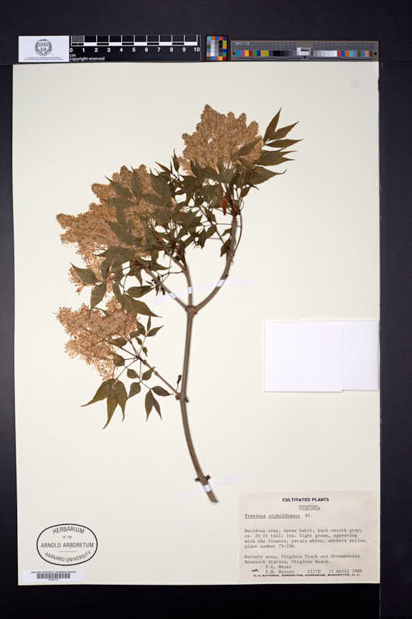 Image of Fraxinus sieboldiana