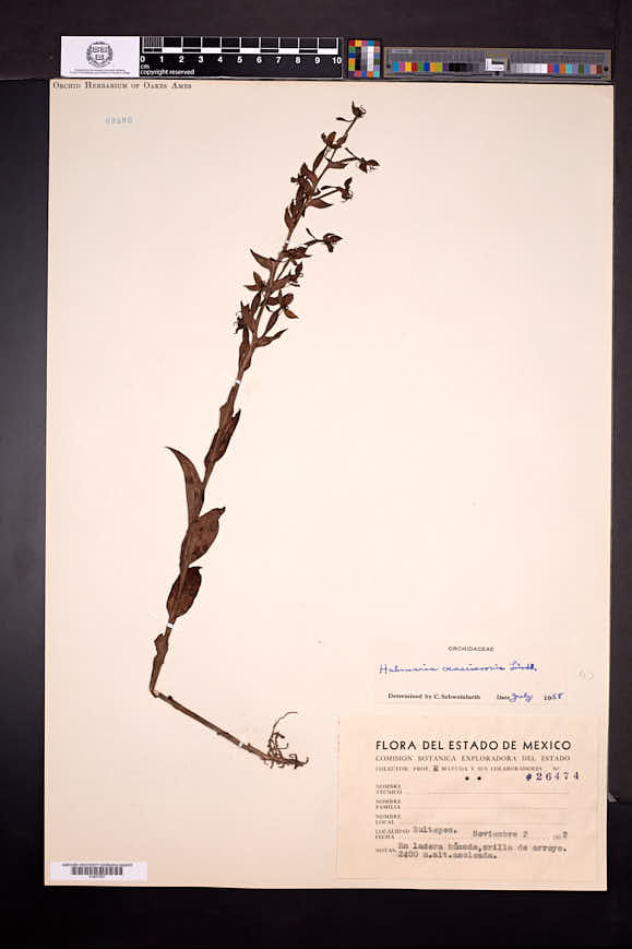 Habenaria crassicornis image